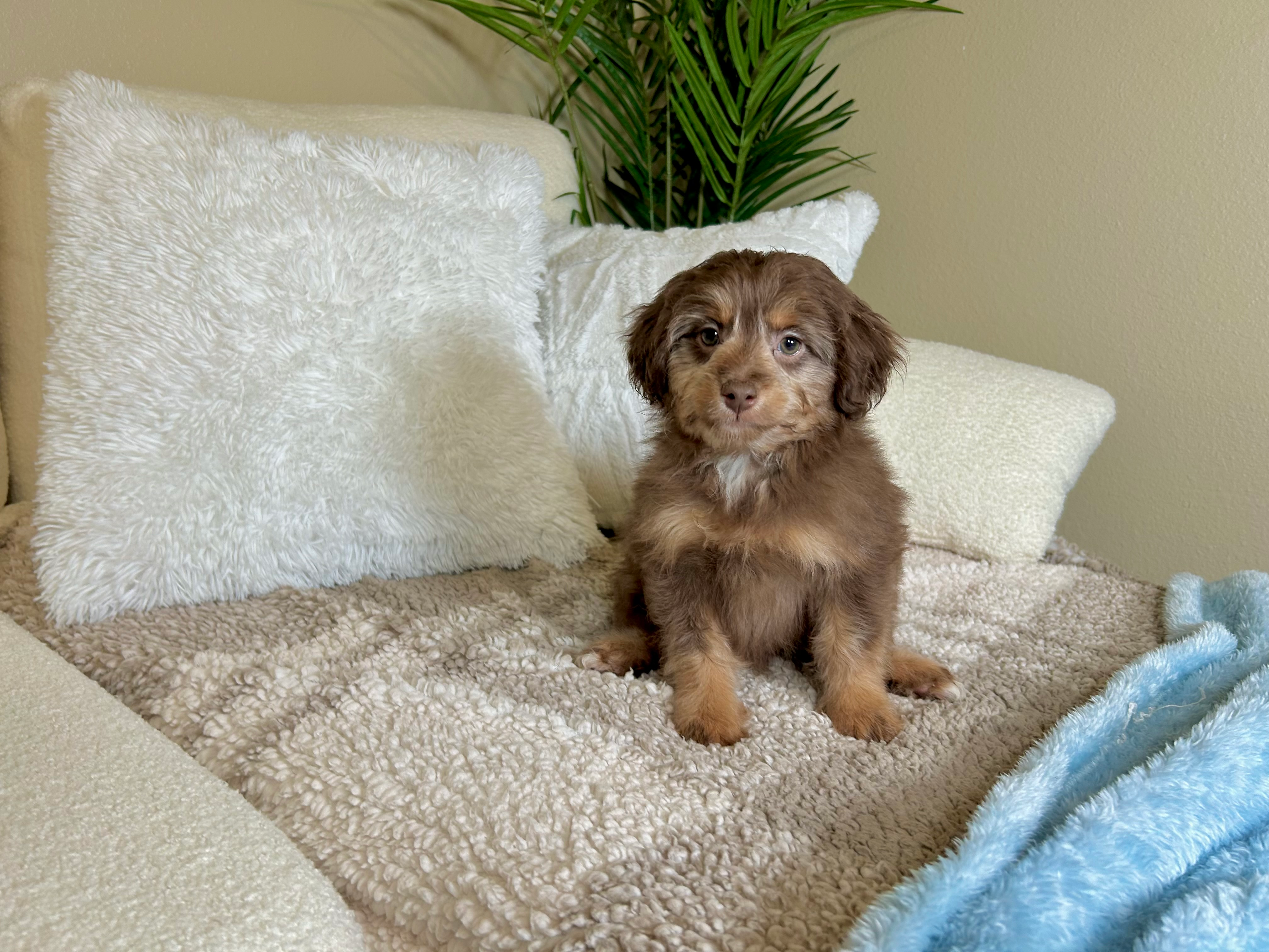 Mini Aussiedoodle Pup Being Cute