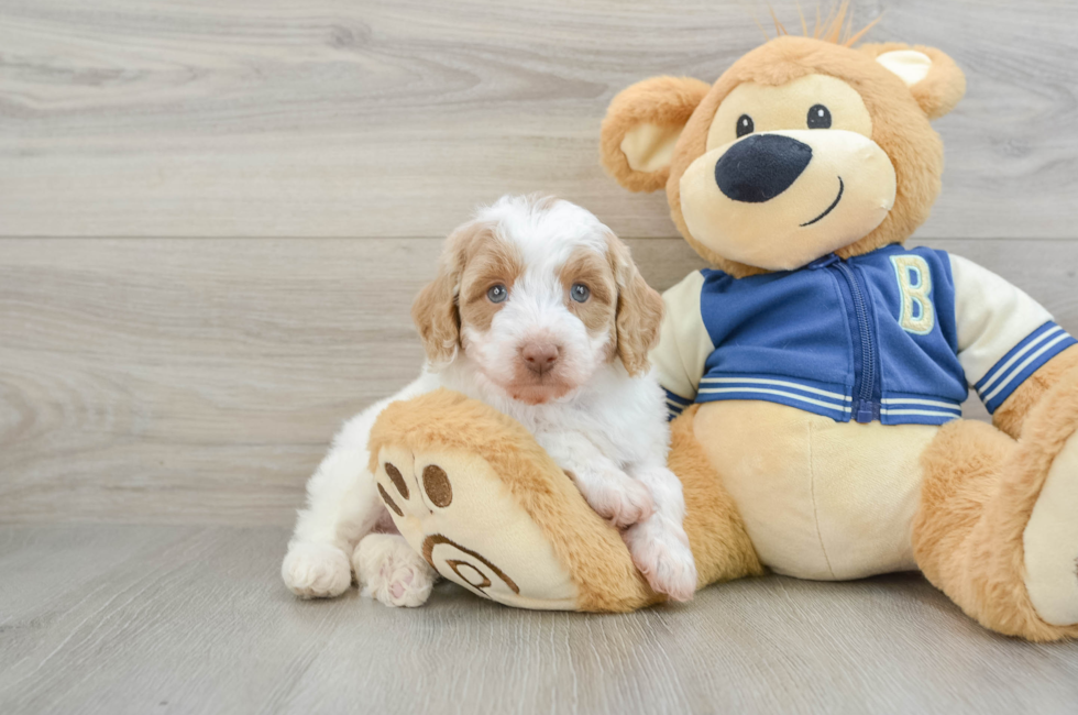 5 week old Mini Aussiedoodle Puppy For Sale - Lone Star Pups