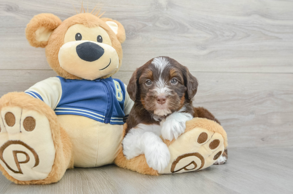 6 week old Mini Aussiedoodle Puppy For Sale - Lone Star Pups