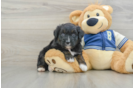 Mini Aussiedoodle Pup Being Cute