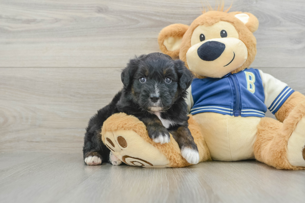 Mini Aussiedoodle Pup Being Cute