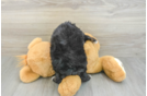 Playful Mini Aussiepoodle Poodle Mix Puppy