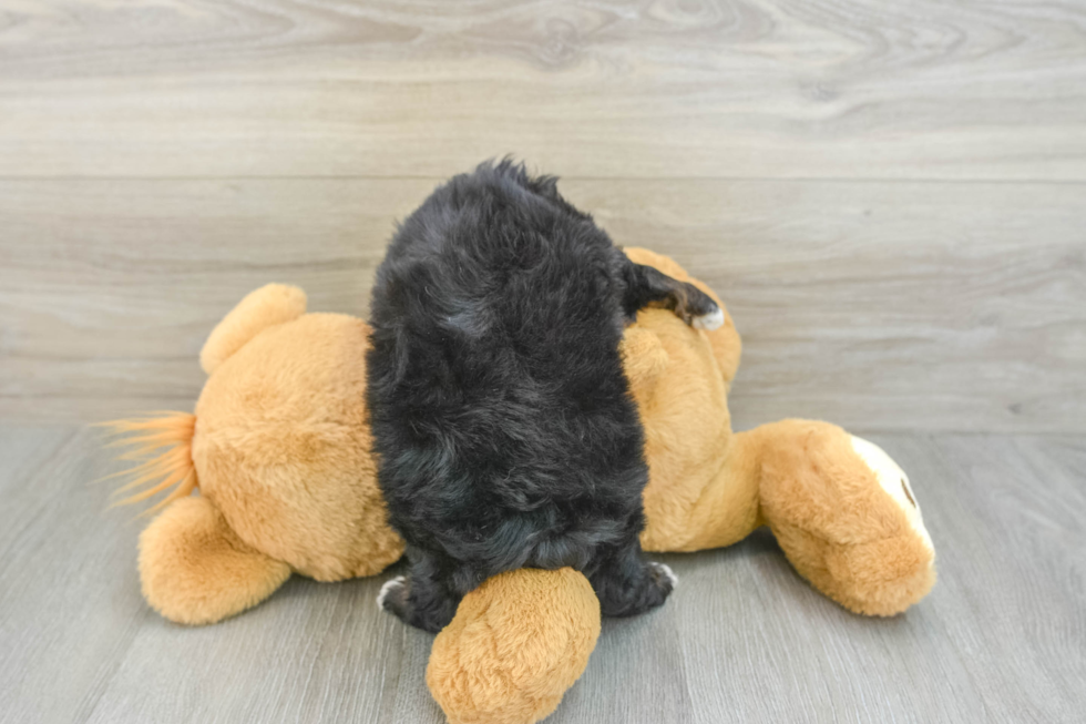 Playful Mini Aussiepoodle Poodle Mix Puppy