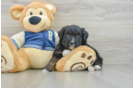 Mini Aussiedoodle Puppy for Adoption