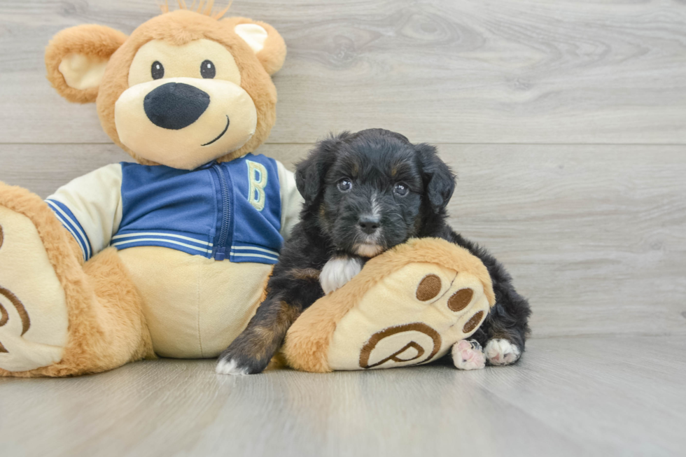 Mini Aussiedoodle Puppy for Adoption