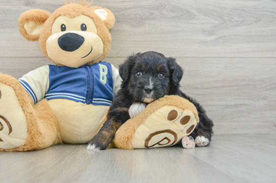 Mini Aussiedoodle Puppy for Adoption