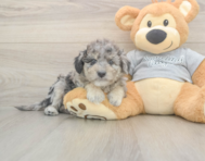 7 week old Mini Aussiedoodle Puppy For Sale - Lone Star Pups