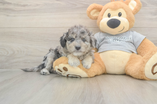 5 week old Mini Aussiedoodle Puppy For Sale - Lone Star Pups Best Mini Aussiedoodle Baby
