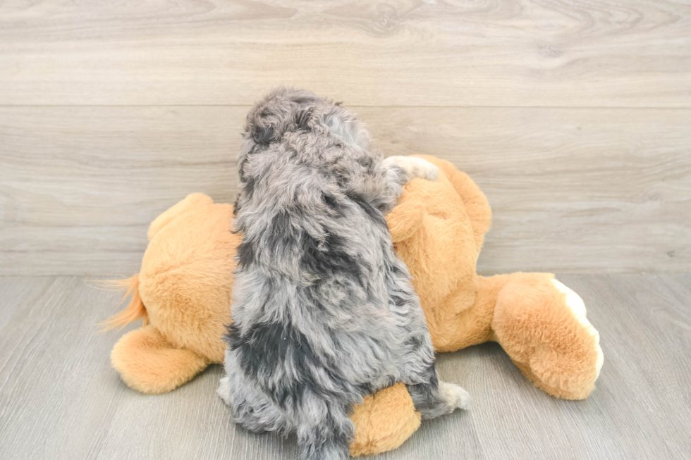 Fluffy Mini Aussiedoodle Poodle Mix Pup