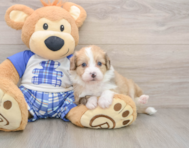 6 week old Mini Aussiedoodle Puppy For Sale - Lone Star Pups