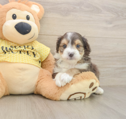7 week old Mini Aussiedoodle Puppy For Sale - Lone Star Pups