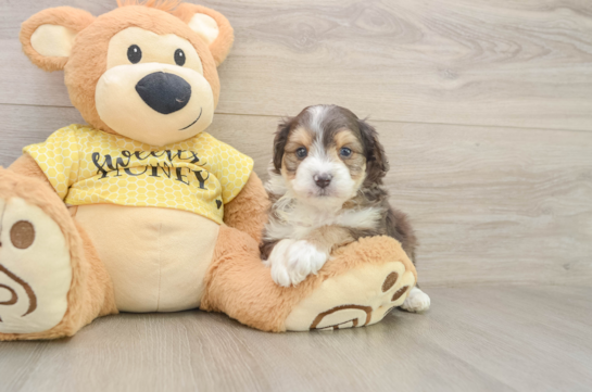 Fluffy Mini Aussiedoodle Poodle Mix Pup