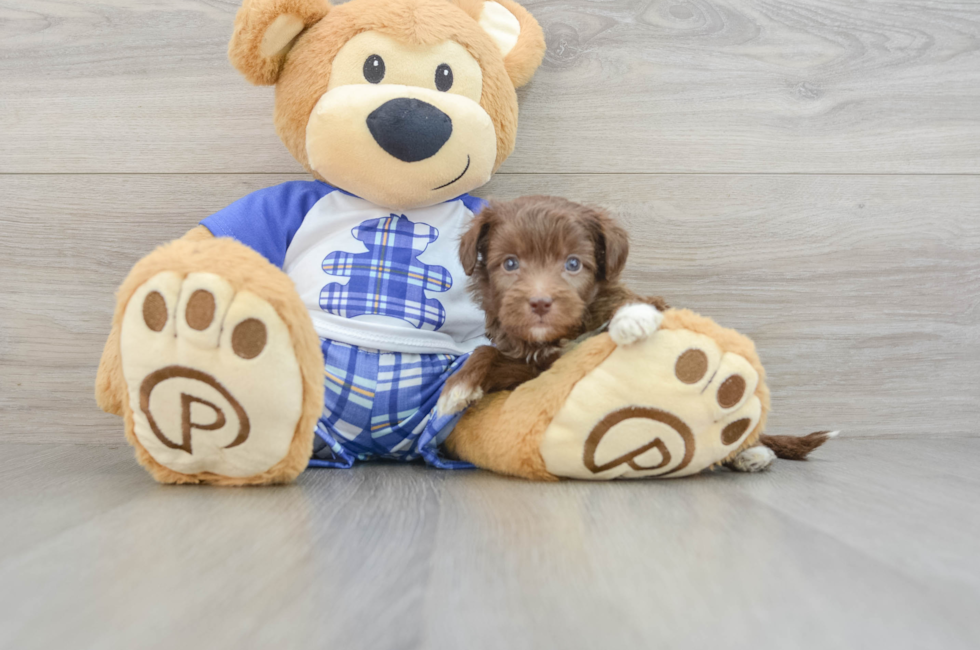 7 week old Mini Aussiedoodle Puppy For Sale - Lone Star Pups