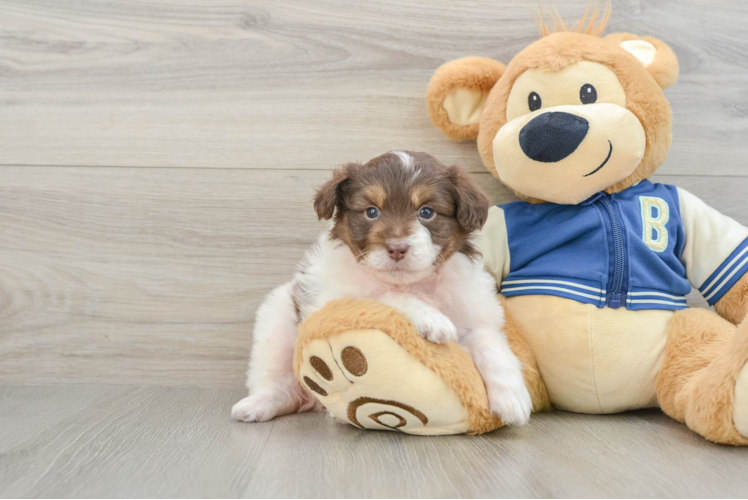 Mini Aussiedoodle Pup Being Cute