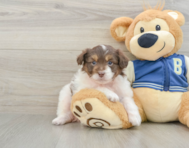9 week old Mini Aussiedoodle Puppy For Sale - Lone Star Pups