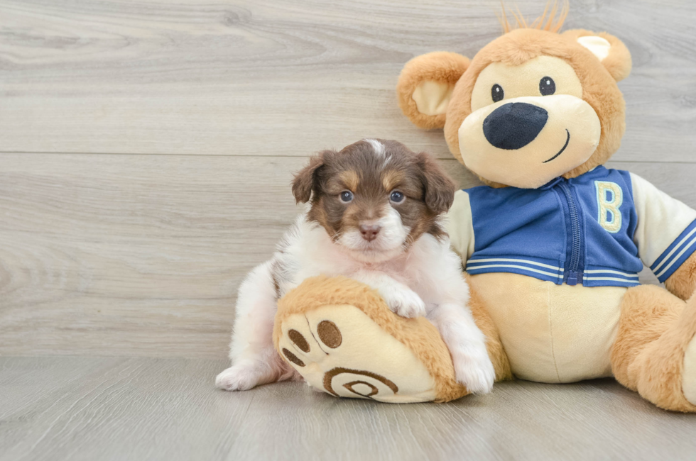 6 week old Mini Aussiedoodle Puppy For Sale - Lone Star Pups