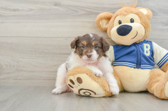 Mini Aussiedoodle Pup Being Cute