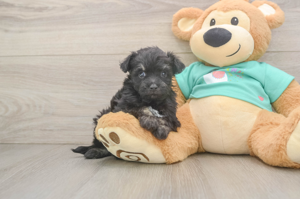 5 week old Mini Aussiedoodle Puppy For Sale - Lone Star Pups