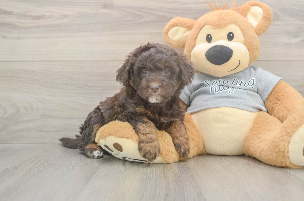 5 week old Mini Aussiedoodle Puppy For Sale - Lone Star Pups