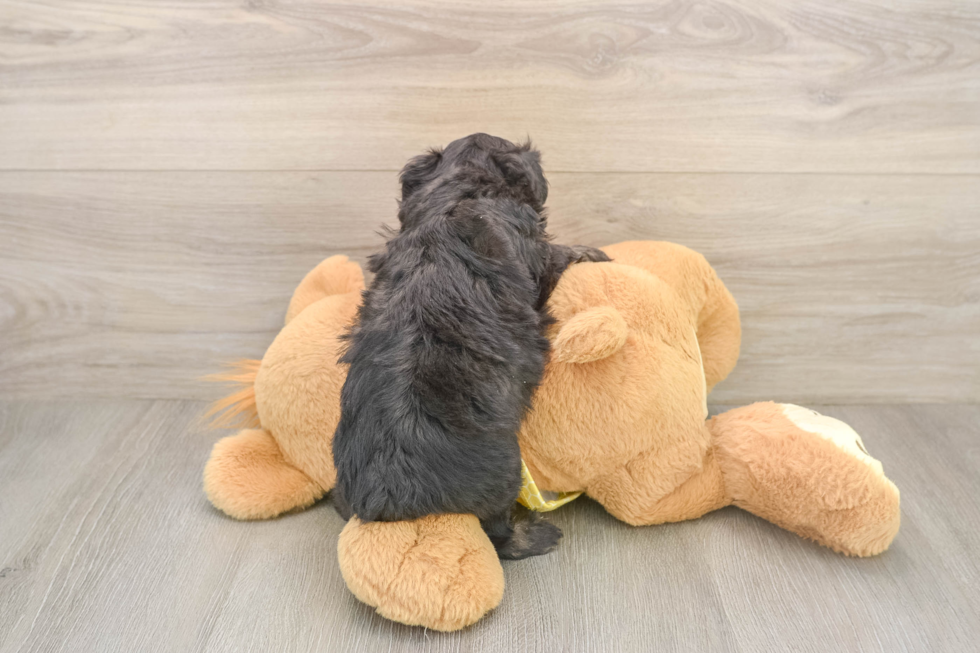 Best Mini Aussiedoodle Baby
