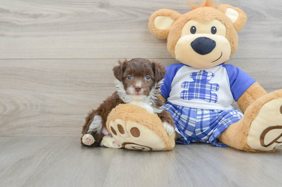 7 week old Mini Aussiedoodle Puppy For Sale - Lone Star Pups