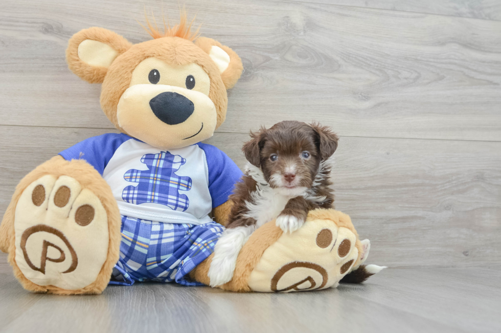 Mini Aussiedoodle Puppy for Adoption