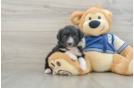 Mini Aussiedoodle Puppy for Adoption