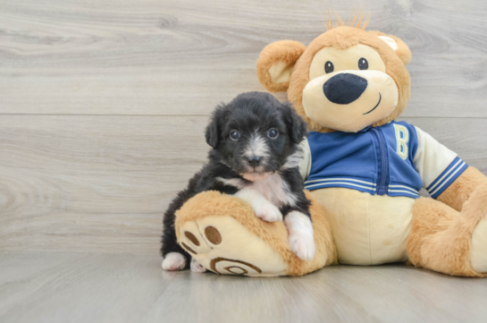Mini Aussiedoodle Puppy for Adoption