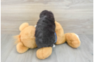 Little Mini Aussiepoo Poodle Mix Puppy