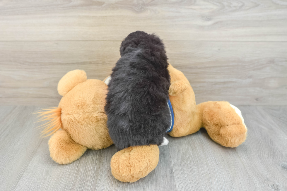 Little Mini Aussiepoo Poodle Mix Puppy
