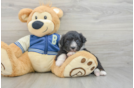 Mini Aussiedoodle Pup Being Cute
