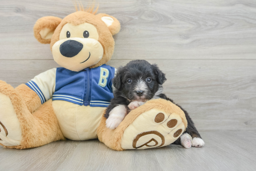 Mini Aussiedoodle Pup Being Cute