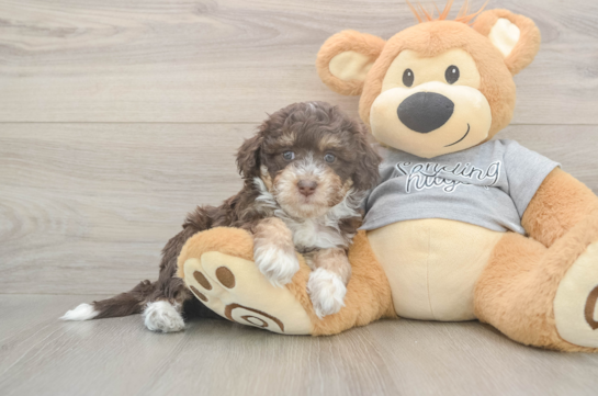 5 week old Mini Aussiedoodle Puppy For Sale - Lone Star Pups Energetic Aussie Poo Poodle Mix Puppy