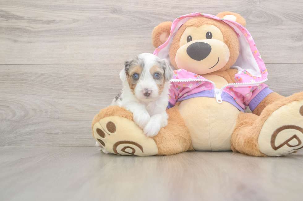 8 week old Mini Aussiedoodle Puppy For Sale - Lone Star Pups