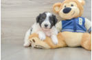 Mini Aussiedoodle Puppy for Adoption