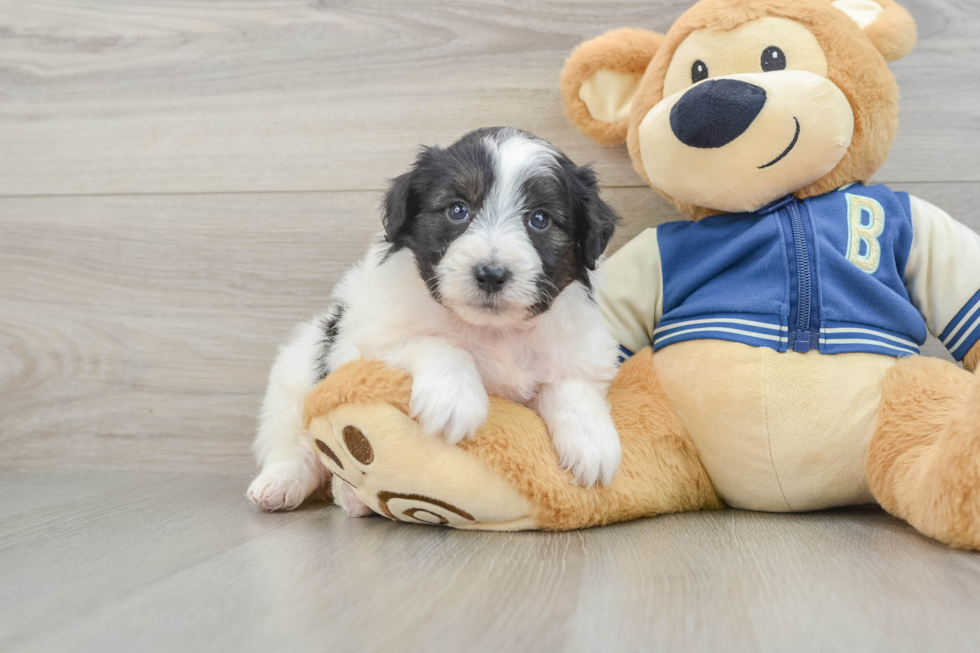 Mini Aussiedoodle Puppy for Adoption