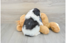Mini Aussiedoodle Puppy for Adoption