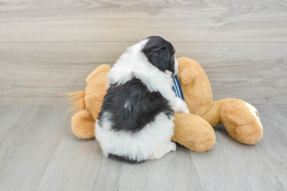 Mini Aussiedoodle Puppy for Adoption