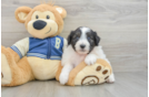 Best Mini Aussiedoodle Baby