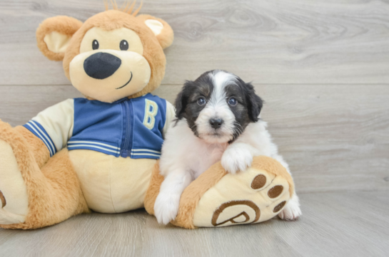 Best Mini Aussiedoodle Baby
