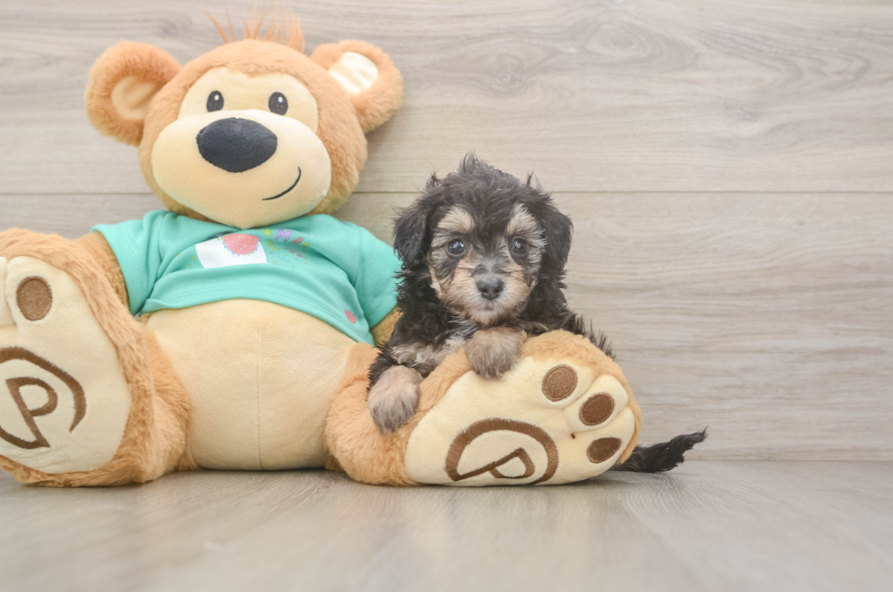 5 week old Mini Aussiedoodle Puppy For Sale - Lone Star Pups