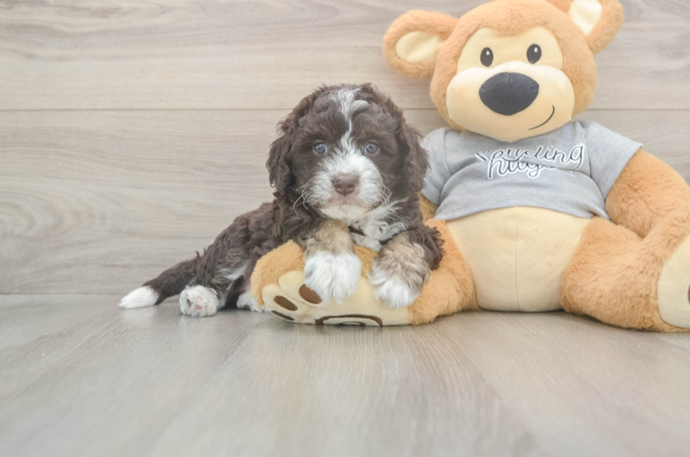 5 week old Mini Aussiedoodle Puppy For Sale - Lone Star Pups