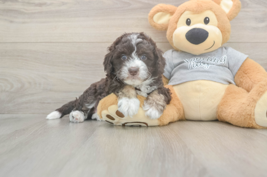 5 week old Mini Aussiedoodle Puppy For Sale - Lone Star Pups Funny Mini Aussiedoodle Poodle Mix Pup
