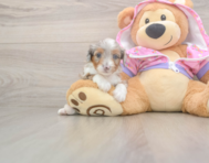 8 week old Mini Aussiedoodle Puppy For Sale - Lone Star Pups