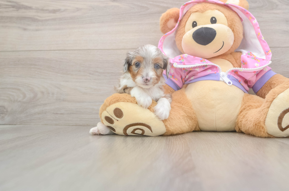 8 week old Mini Aussiedoodle Puppy For Sale - Lone Star Pups