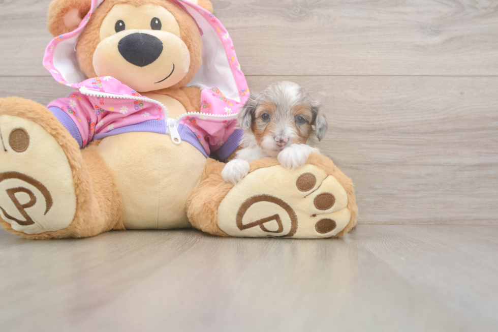 Funny Mini Aussiedoodle Poodle Mix Pup