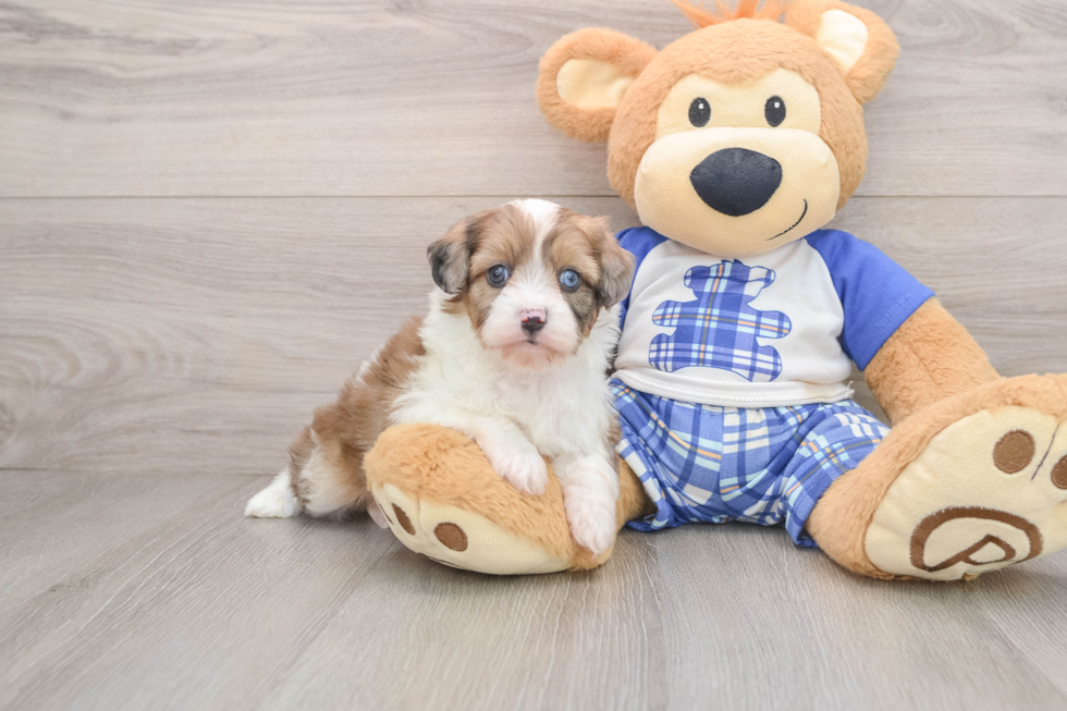 Best Mini Aussiedoodle Baby