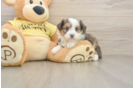 Mini Aussiedoodle Pup Being Cute