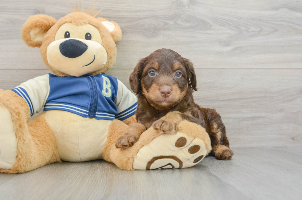 6 week old Mini Aussiedoodle Puppy For Sale - Lone Star Pups