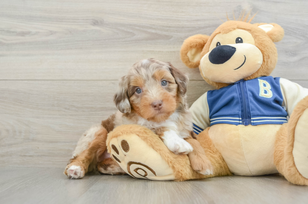 6 week old Mini Aussiedoodle Puppy For Sale - Lone Star Pups